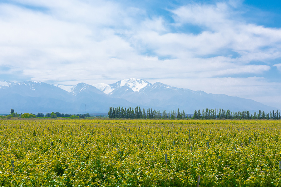 Argentina Chardonnay Argentina Chardonnay