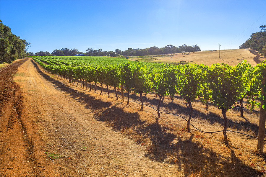 Australia Chardonnay Australia Chardonnay