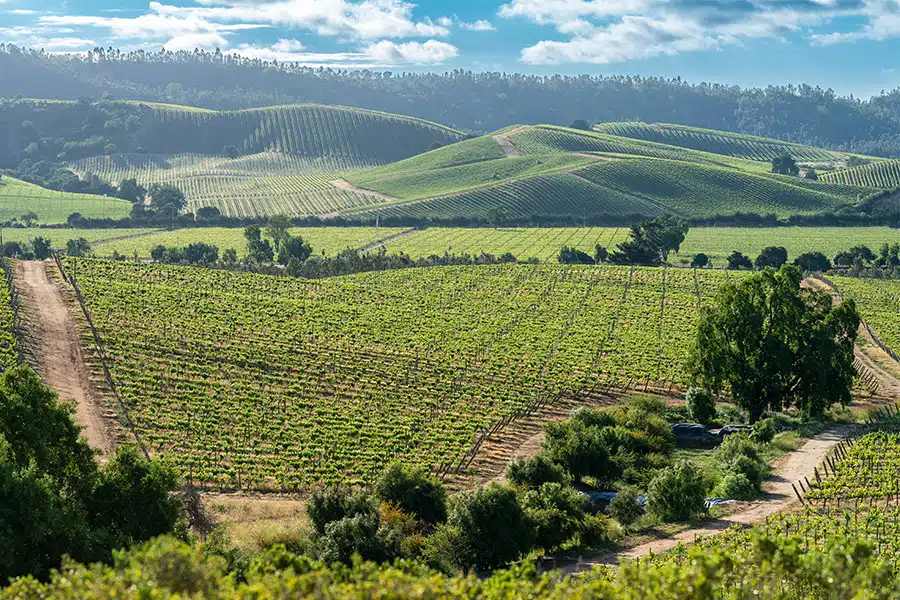 Chile Chardonnay vineyards Chile Chardonnay vineyards