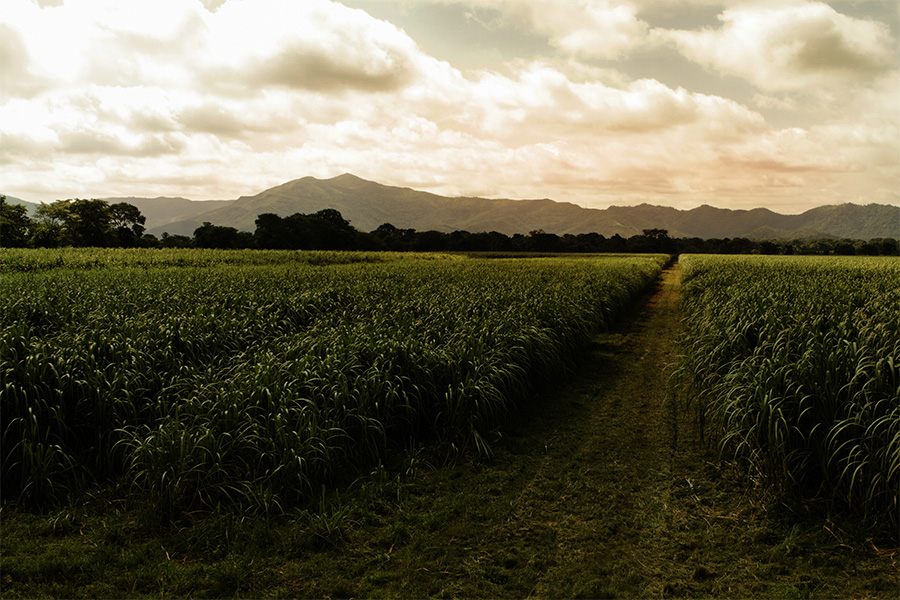 How Is Rum Made How Is Rum Made?