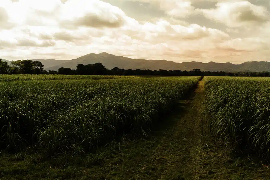 How Is Rum Made How Is Rum Made?