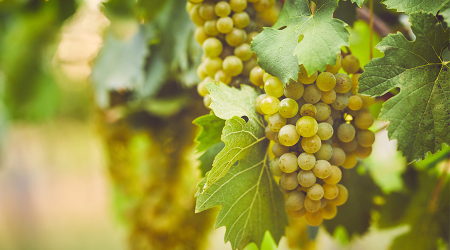 What Is White Wine What Is White Wine?