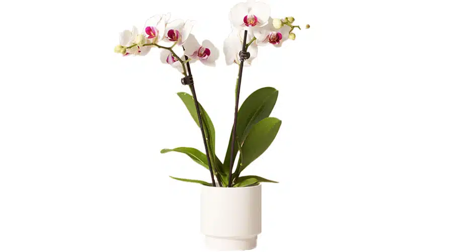The Sill White Orchid The Sill White Orchid | Best Luxury Host and Hostess Gift Ideas