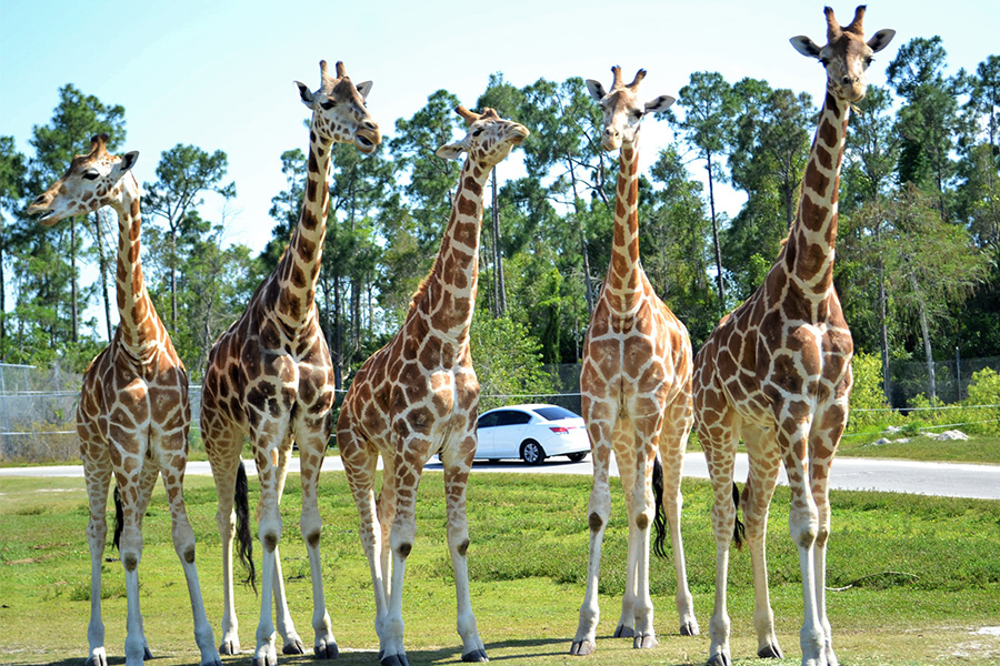 giraffes at Lion Country Safari giraffes at Lion Country Safari