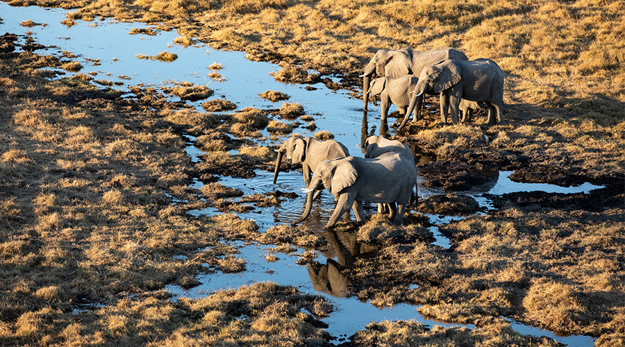 elephants in Botswana elephants in Botswana