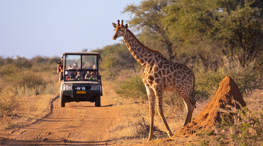 Kenya giraffes Kenya giraffes