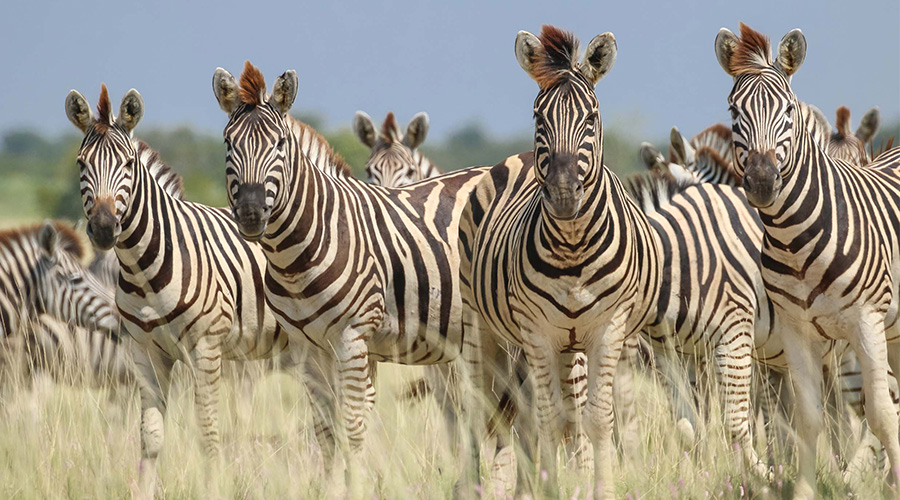 South Africa zebras South Africa zebras