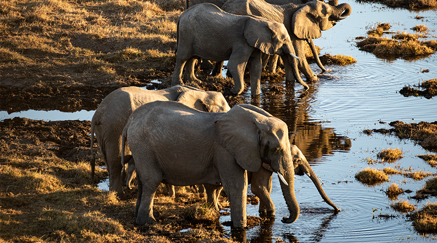 elephants drinking A group of elephants drinking from a shallow river.
