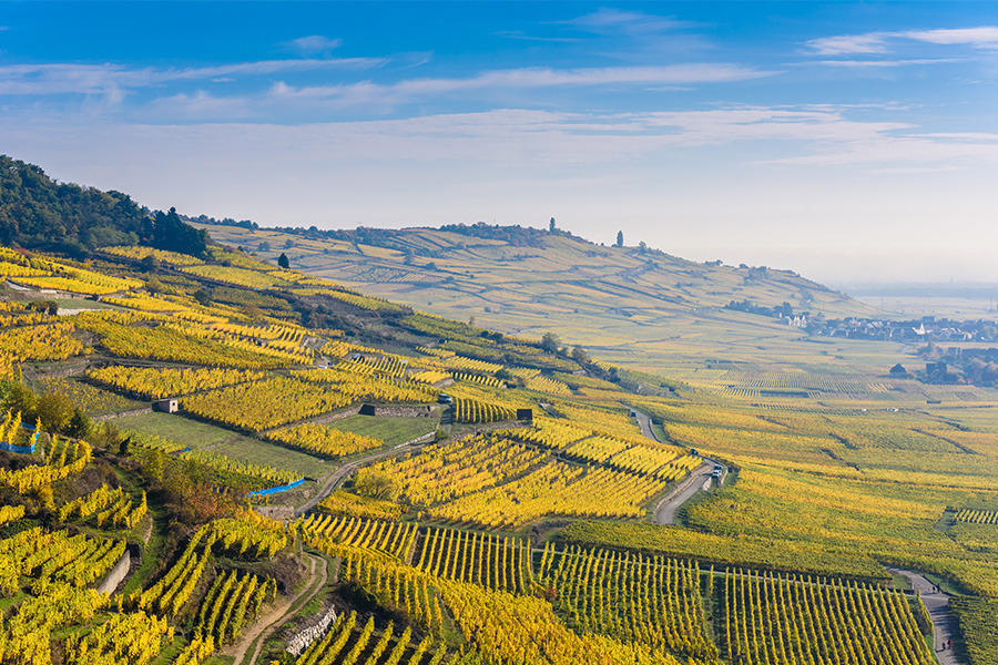 Rolling hills covered in vibrant yellow vineyards stretch into the distance under a blue sky with scattered clouds, with a few small buildings and winding paths visible among the fields.