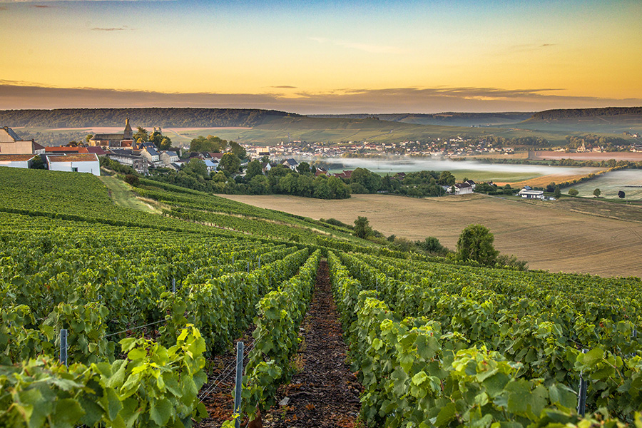 Rows of lush green grapevines stretch across a vineyard at sunset, with a small village and fields in the distance under a partly cloudy sky.