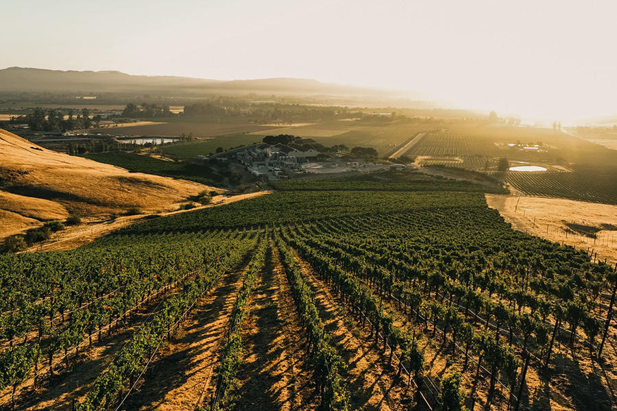 A scenic vineyard stretches across rolling hills at sunset, with rows of grapevines leading toward distant buildings and mountains under a golden sky.