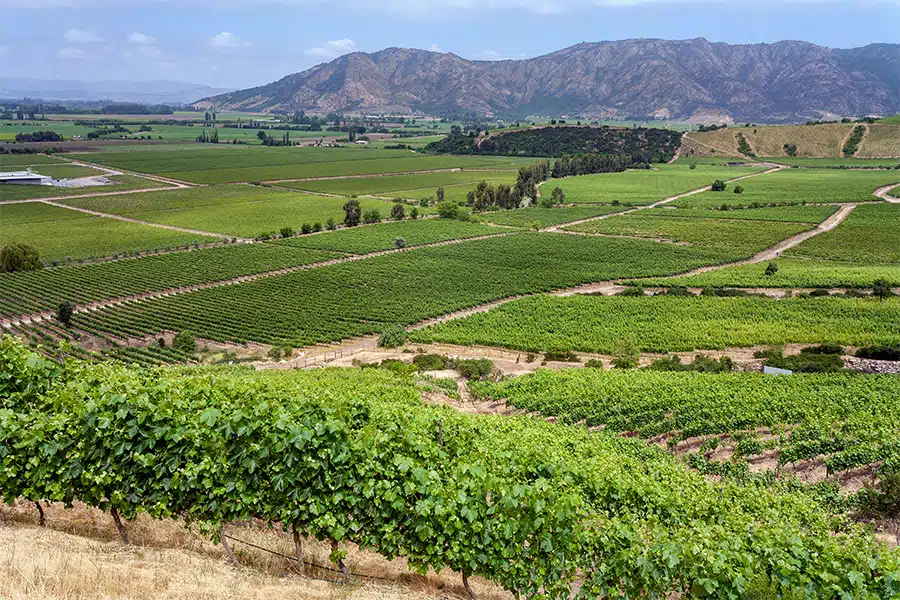 Rows of green grapevines stretch across a vineyard in a wide, lush valley, with patchwork fields and winding dirt roads. Mountains rise in the background under a blue sky with scattered clouds.