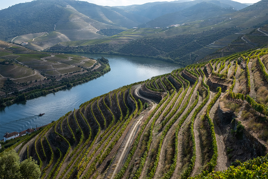 Terraced vineyards cover rolling hills beside a winding river, with a small boat and buildings visible near the water. The landscape is lush and green under clear skies.