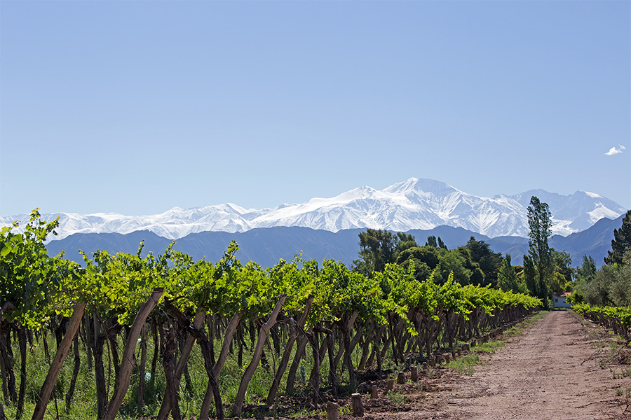 Rows of grapevines stretch along a dirt path in a vineyard, with snow-capped mountains and a clear blue sky in the background. Lush green leaves contrast with the rugged peaks.