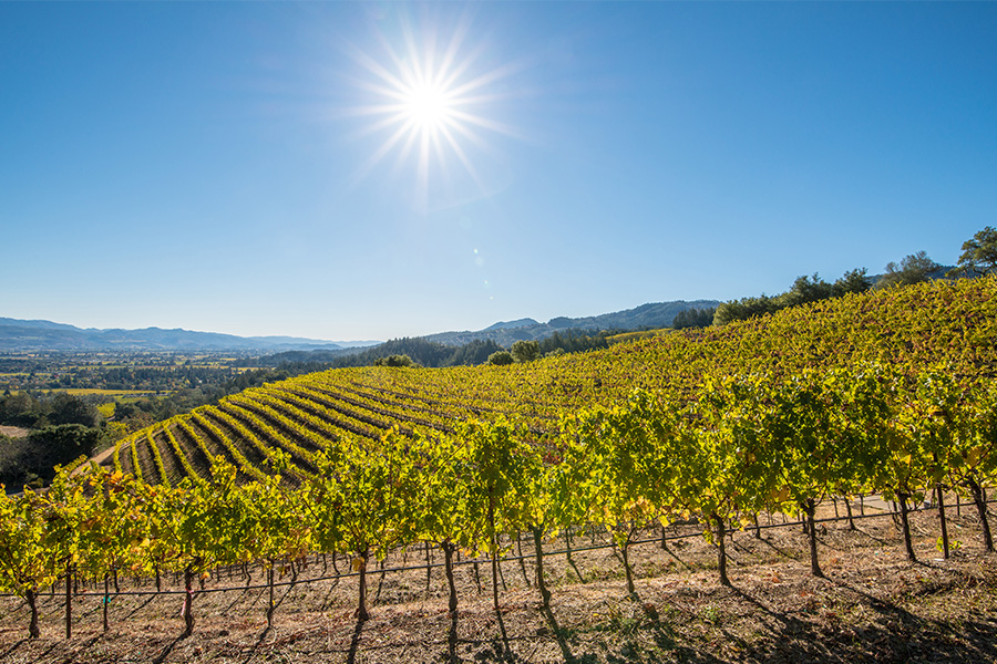 A sunlit vineyard with rows of grapevines stretching across rolling hills under a clear blue sky, with the sun shining brightly overhead.