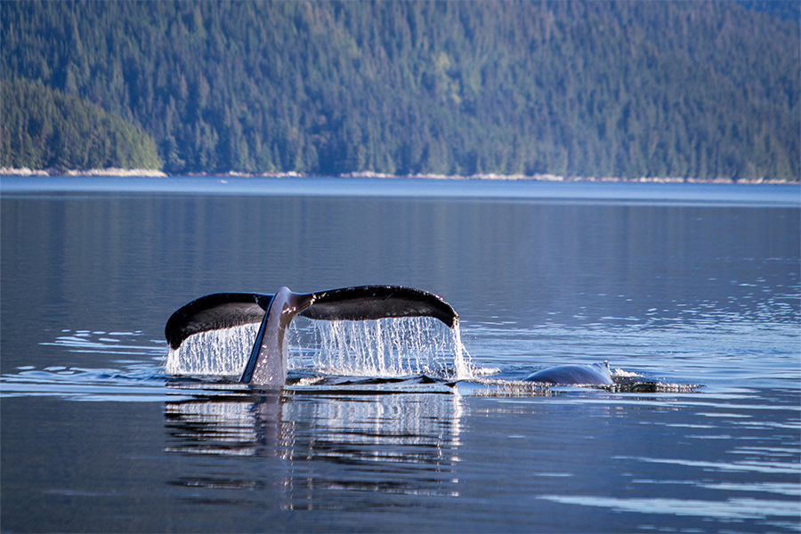 Alaska whale tail A whale’s tail fin splashes water as it dives into a calm, reflective lake surrounded by dense, green forested hills in the background.