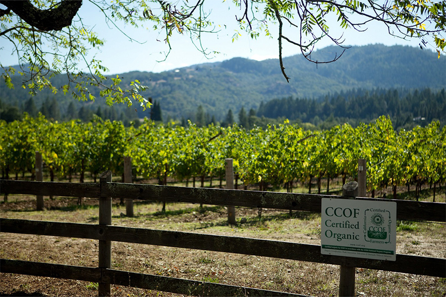 A vineyard stretches across rolling hills with a wooden fence in the foreground. A sign on the fence reads “CCOF Certified Organic.” Trees and distant mountains are visible under a clear sky.