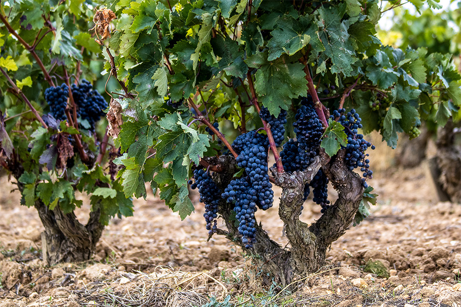 Close-up of grapevines with clusters of dark purple grapes hanging from the branches, surrounded by green leaves and growing in dry, rocky soil.