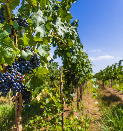 The Best Wine Regions in the World for an Unforgettable Vineyard Experience