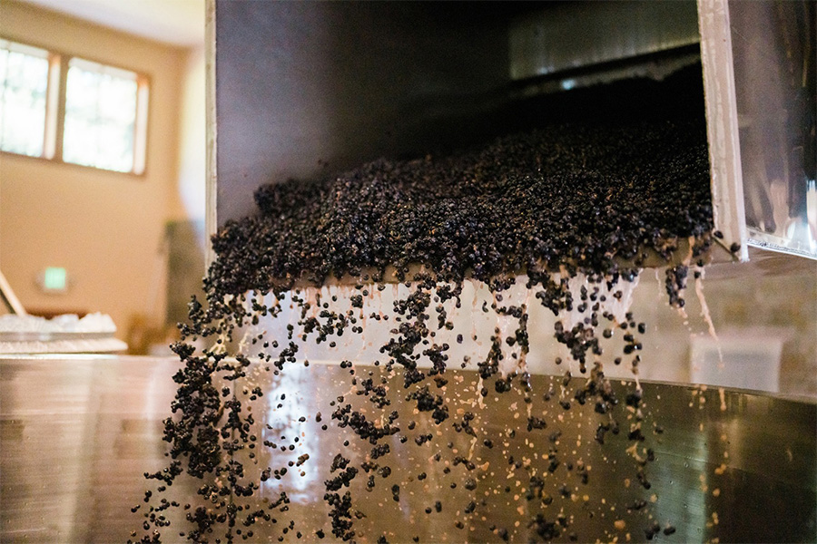 Dark grapes pour out of a large metal container into a stainless steel vat in a well-lit room, suggesting the start of a winemaking or grape processing operation.