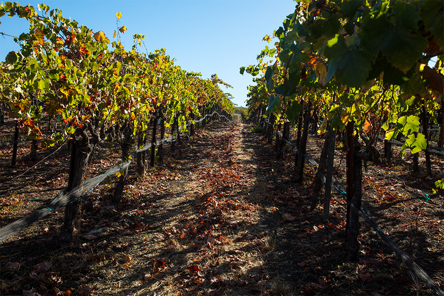 Rows of grapevines in a vineyard with green and brown leaves; sunlight casts shadows on the ground, which is covered with dry leaves and soil under a clear blue sky.