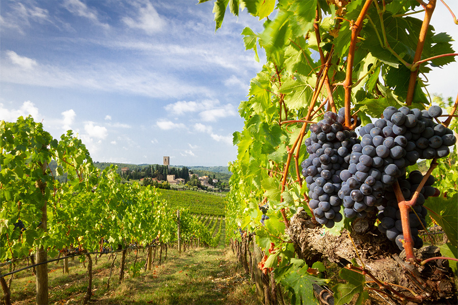 Rows of lush green grapevines stretch across a sunny vineyard, with clusters of ripe purple grapes in the foreground. A picturesque village and tower are visible in the distance under a blue sky with scattered clouds.