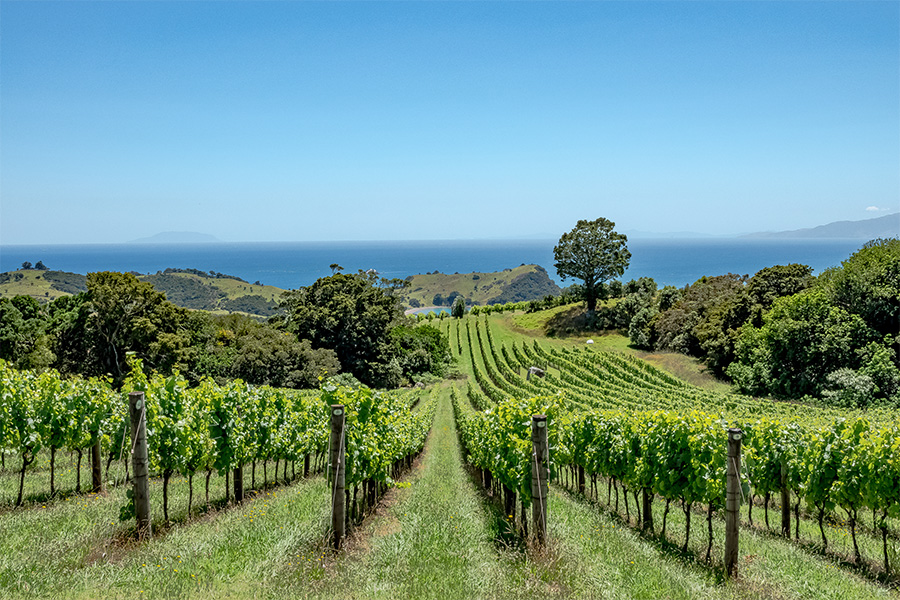 Rows of grapevines on a green vineyard stretch toward the sea under a clear blue sky, with rolling hills, scattered trees, and distant islands visible on the horizon.